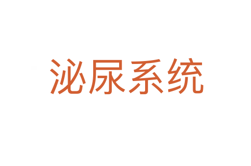 泌尿系統(tǒng)