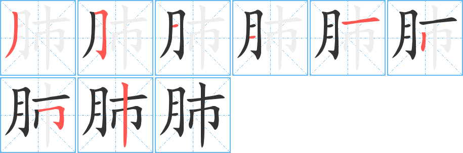 肺的筆順?lè)植窖菔?>
					
                    <hr />
                    <h2>肺的基本信息</h2>
                    <div   id=