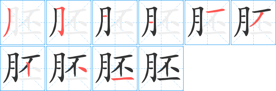 胚的筆順?lè)植窖菔?>
					
                    <hr />
                    <h2>胚的基本信息</h2>
                    <div   id=