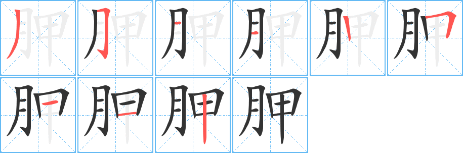 胛的筆順分步演示