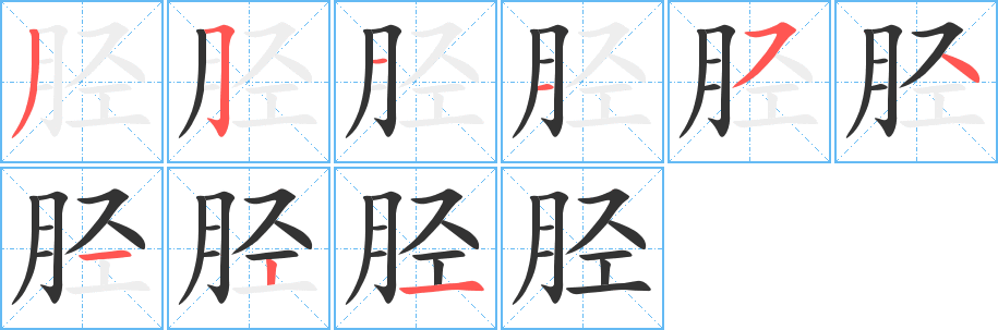 脛的筆順?lè)植窖菔?>
					
                    <hr />
                    <h2>脛的基本信息</h2>
                    <div   id=